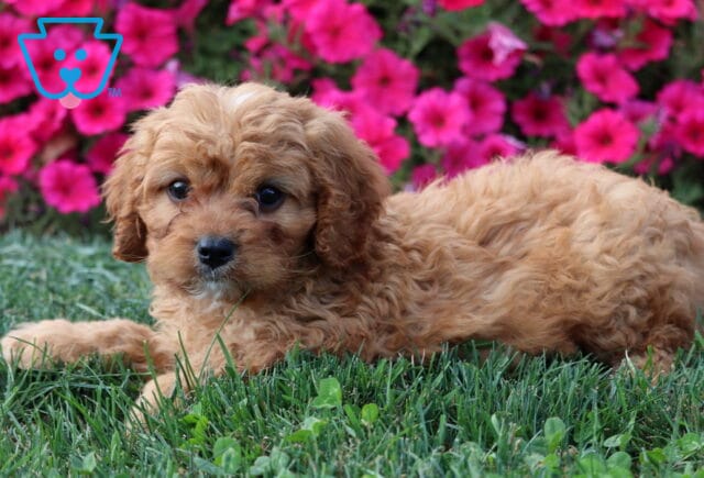 Ace Cavapoo image