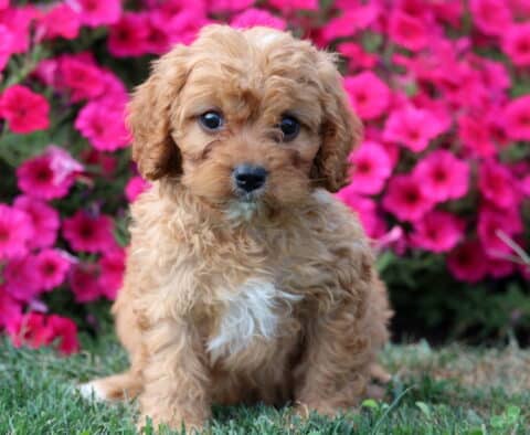 Ace Cavapoo3