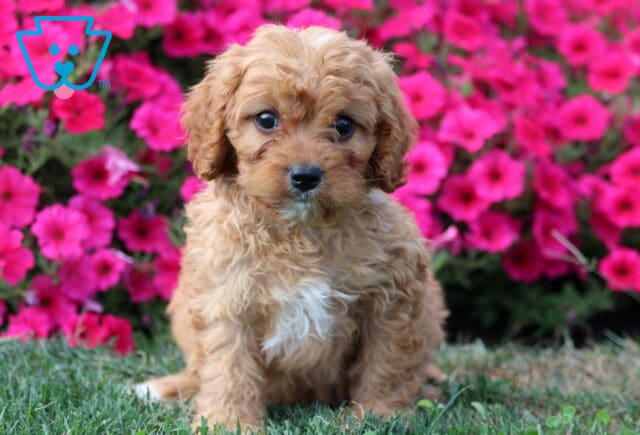 Ace Cavapoo3 image