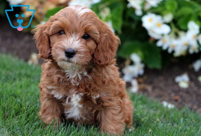 Sweet Cavapoo puppy with a soft wavy apricot coat, white chest, and a white blaze on the face, sitting on green grass near blooming white flowers. image