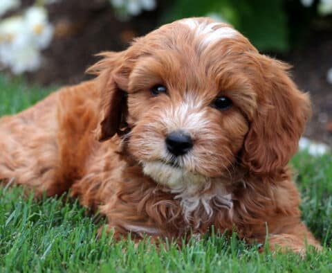Wavy-coated apricot Cavapoo puppy with white markings on the face and chest lying in green grass, with a soft expression and white flowers in the background.