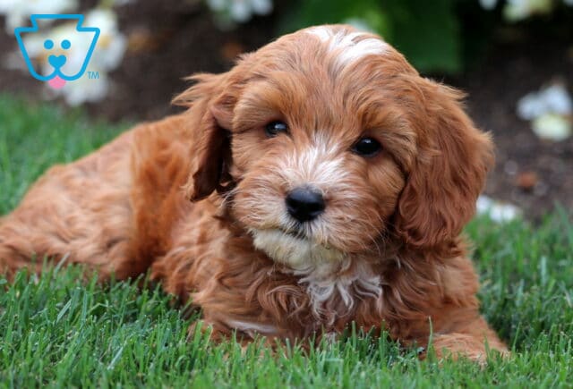 Wavy-coated apricot Cavapoo puppy with white markings on the face and chest lying in green grass, with a soft expression and white flowers in the background. image