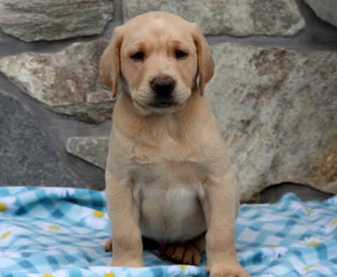 Anchor Yellow Lab
