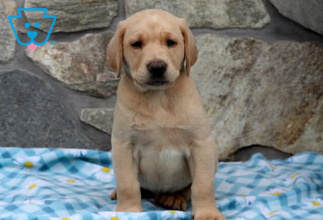Anchor Yellow Lab image