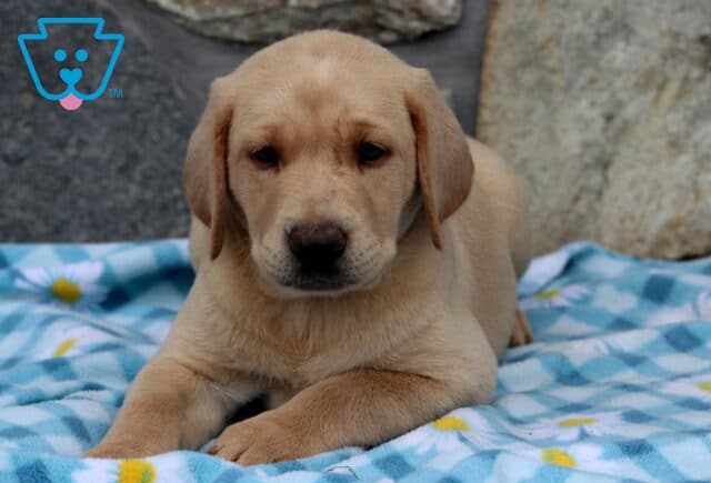 Anchor Yellow Lab2 image