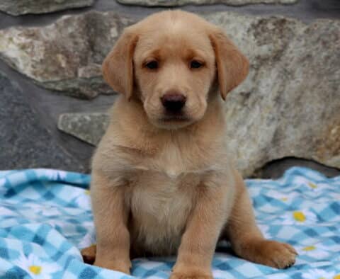 Andy Yellow Lab