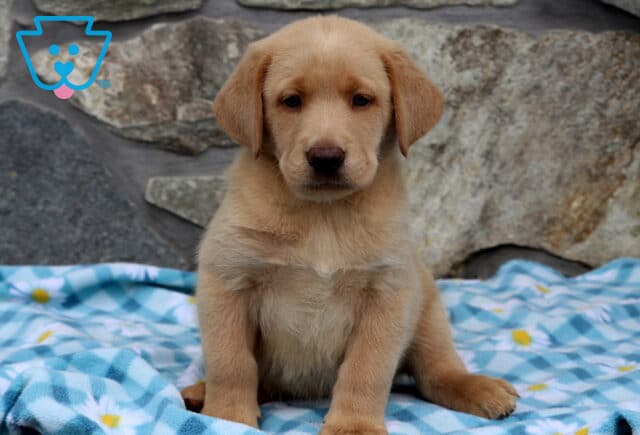 Andy Yellow Lab image