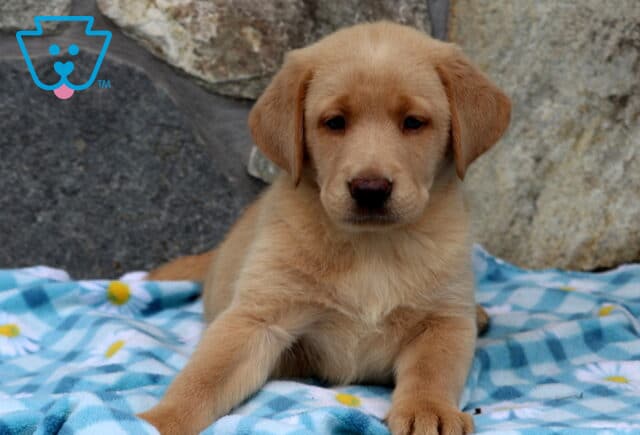 Andy Yellow Lab2 image