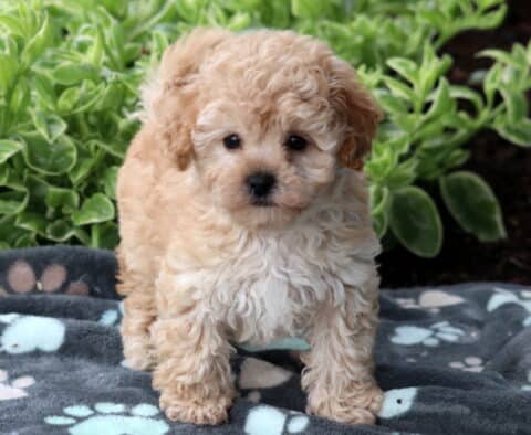 Fluffy cream-colored Bichpoo puppy standing on a paw-print blanket outdoors with green leafy plants in the background.