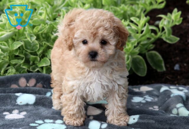 Fluffy cream-colored Bichpoo puppy standing on a paw-print blanket outdoors with green leafy plants in the background. image