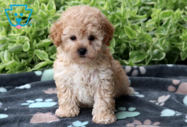 Adorable Bichpoo puppy with curly apricot and cream fur sitting on a paw-print blanket in front of green foliage. image