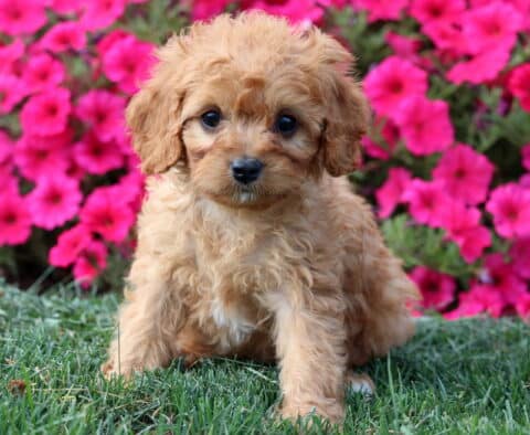 Angel Cavapoo