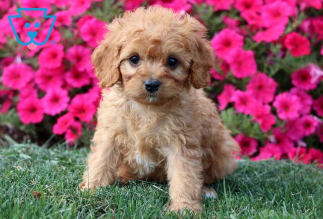 Angel Cavapoo image