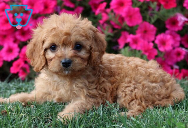 Angel Cavapoo2 image