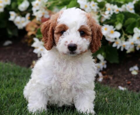 Adorable white Cavapoo puppy with curly fur and tan patches on its ears and around the eyes, sitting on grass in front of blooming white flowers.