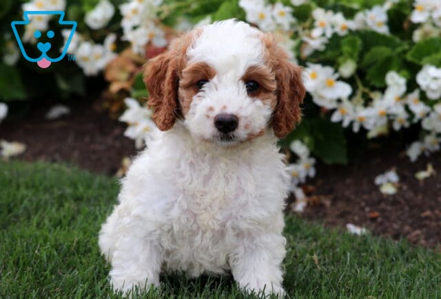 Adorable white Cavapoo puppy with curly fur and tan patches on its ears and around the eyes, sitting on grass in front of blooming white flowers. image