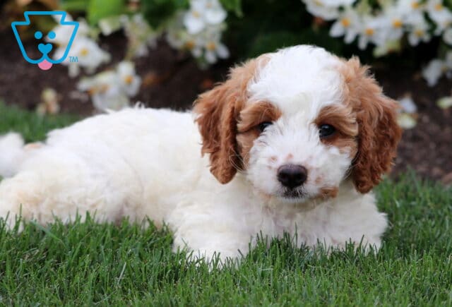 Fluffy white Cavapoo puppy with tan ears and facial markings lying peacefully on green grass, with a bed of white flowers in the background. image