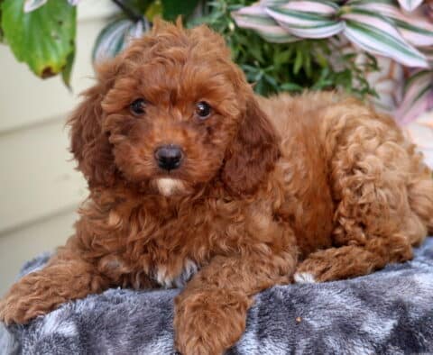 Curly-coated red Mini Goldendoodle puppy lying on a soft gray blanket, looking directly at the camera with plants in the background.