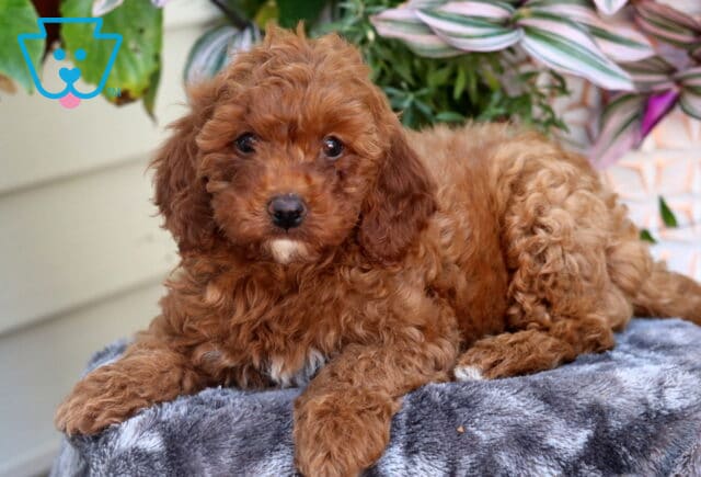 Curly-coated red Mini Goldendoodle puppy lying on a soft gray blanket, looking directly at the camera with plants in the background. image