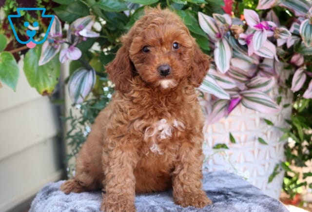 Adorable red Mini Goldendoodle puppy with a curly coat and white chest patch sitting on a gray blanket, surrounded by lush plants with purple and green leaves. image