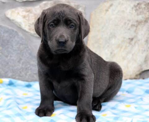 Ari Charcoal Lab