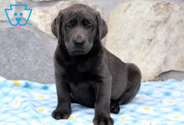 Ari Charcoal Lab image