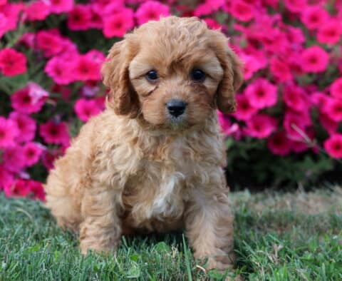 Arnie Cavapoo
