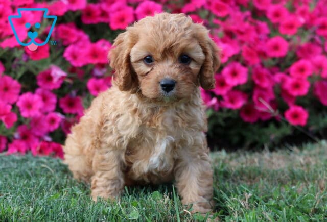 Arnie Cavapoo image