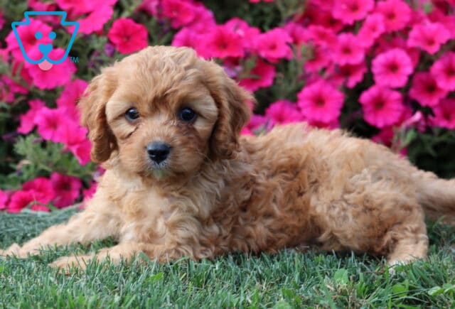 Arnie Cavapoo2 image