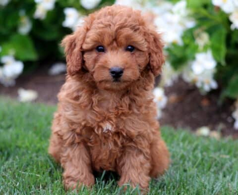 Fluffy apricot Cavapoo puppy with curly fur and dark round eyes sitting on fresh green grass, framed by white flowers in the background.