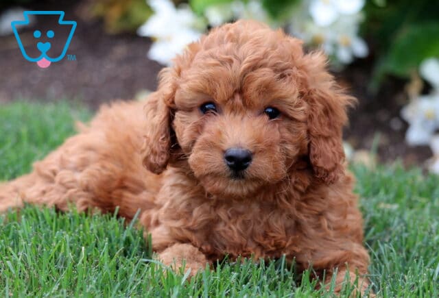 Cavapoo puppy with a soft, curly apricot coat lying on green grass, looking gently at the camera with white flowers softly blurred in the background. image
