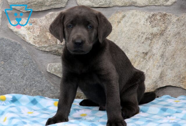 Ashton Charcoal Lab image