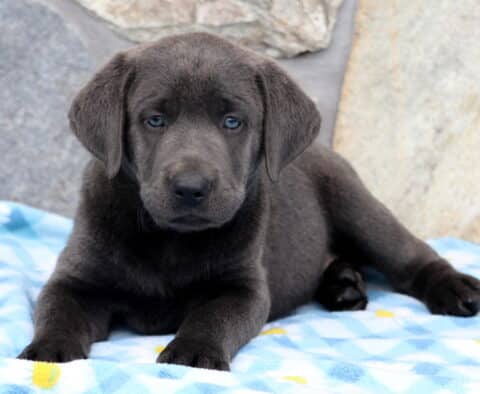 Ashton Charcoal Lab2