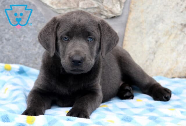 Ashton Charcoal Lab2 image