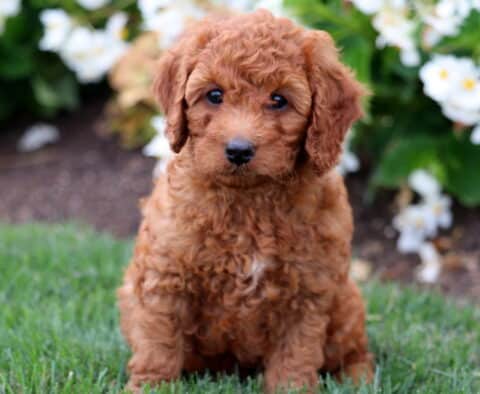 Curly apricot Cavapoo puppy with a soft, fluffy coat sitting on green grass in front of white blooming flowers, gazing sweetly ahead.