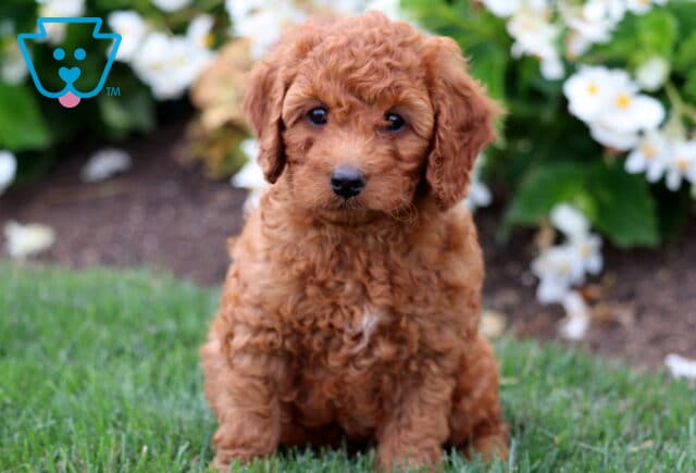 Curly apricot Cavapoo puppy with a soft, fluffy coat sitting on green grass in front of white blooming flowers, gazing sweetly ahead. image