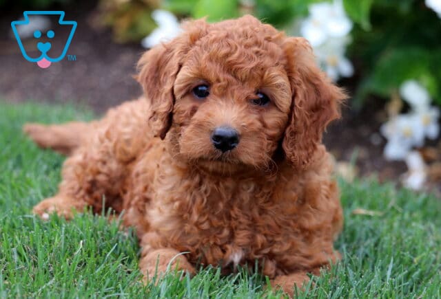 Charming Cavapoo puppy with a soft, curly apricot coat lying on the grass with white flowers in the background, looking up with a gentle expression. image