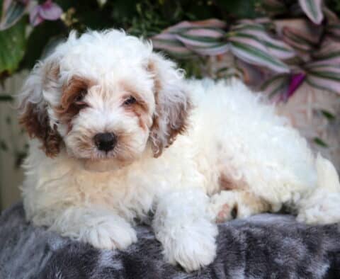Fluffy white Mini Goldendoodle puppy with light brown markings on its ears and around its eyes, lying on a gray blanket with plants in the background.