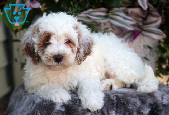 Fluffy white Mini Goldendoodle puppy with light brown markings on its ears and around its eyes, lying on a gray blanket with plants in the background. image