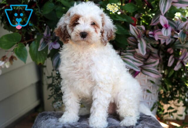 Adorable Mini Goldendoodle puppy with fluffy white fur and light brown markings on its ears and around the eyes, sitting on a gray blanket in front of vibrant green foliage and purple flowers. image