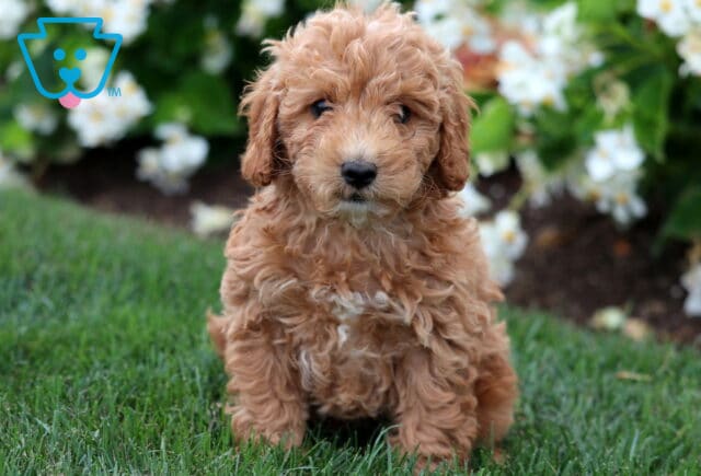 Fluffy Cavapoo puppy with a curly apricot coat and white markings on its chest sitting on lush green grass in front of blooming white flowers. image
