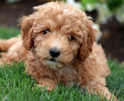 Adorable Cavapoo puppy with a curly apricot coat and white muzzle lying on green grass, tilting its head slightly with a curious expression.