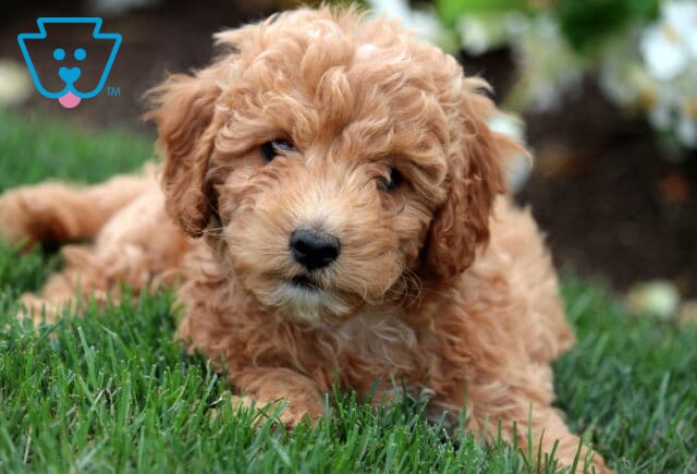 Adorable Cavapoo puppy with a curly apricot coat and white muzzle lying on green grass, tilting its head slightly with a curious expression. image