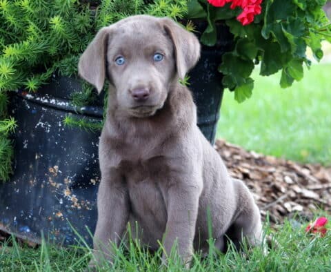 Babe Lab