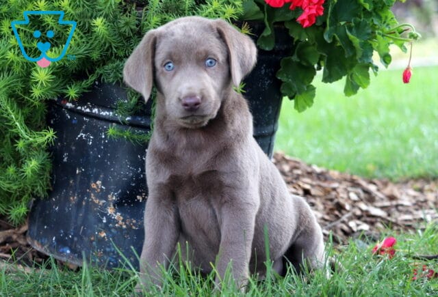 Adorable Silver Labrador puppy sitting upright in the grass with striking blue eyes, next to a flower pot and greenery. image