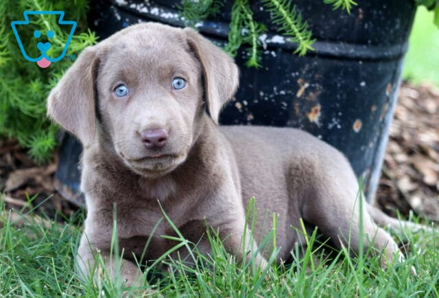 Sweet Silver Labrador Retriever puppy with piercing blue eyes lying in the grass in front of a rustic flower pot image