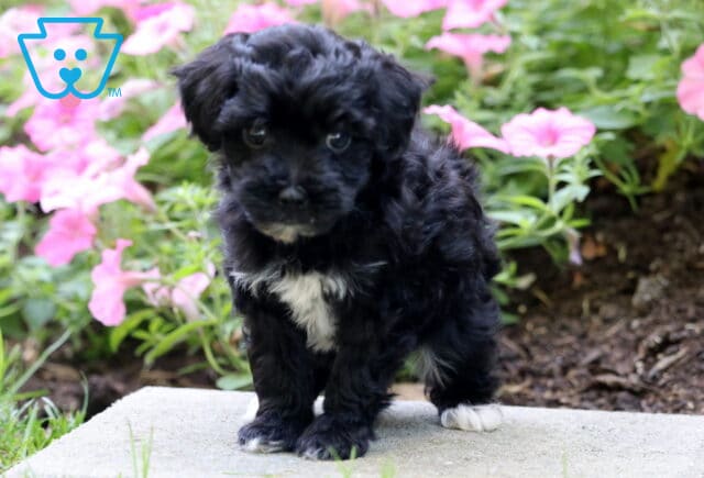 Baby Mini Poodle image