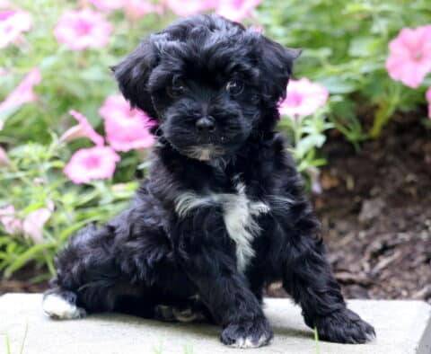 Baby Mini Poodle2
