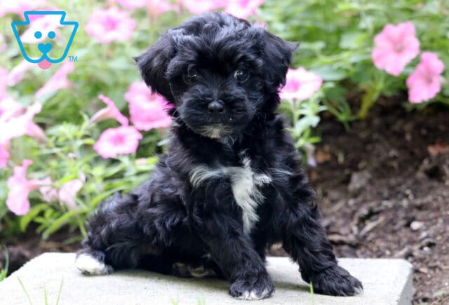 Baby Mini Poodle2 image