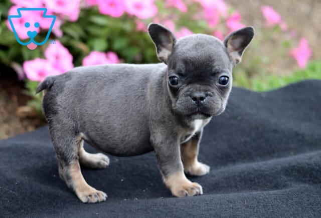 Blue and tan French Bulldog puppy standing on a black blanket with pink flowers and greenery in the background. image